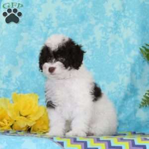 Candy, Toy Poodle Puppy